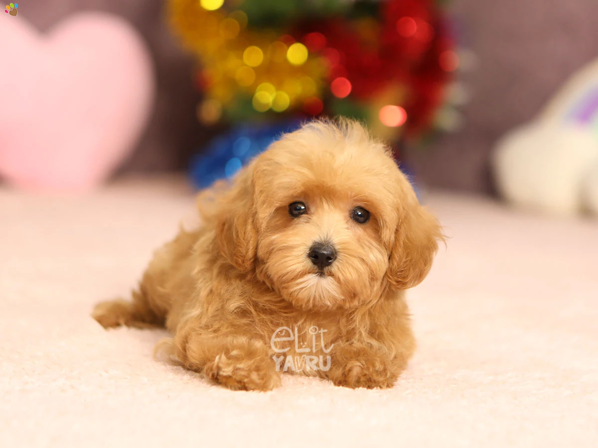 Maltipoo Hony 1