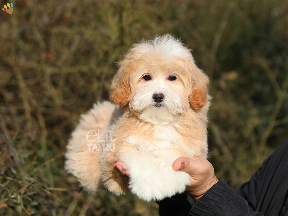 Maltipoo Jenny