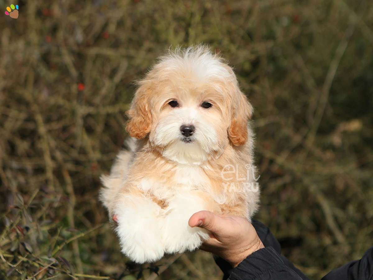 Maltipoo Jenny 2