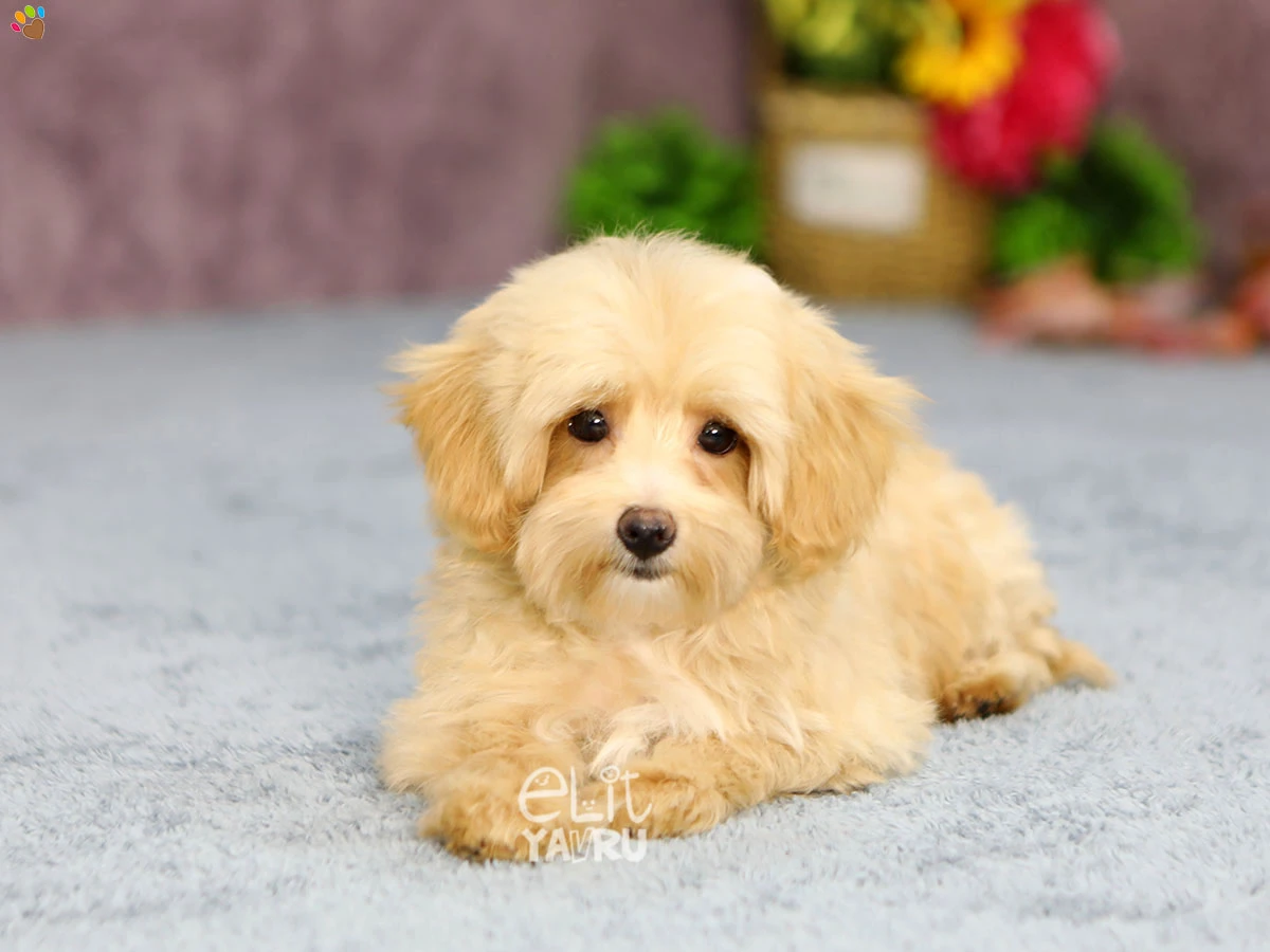 Maltipoo Mack