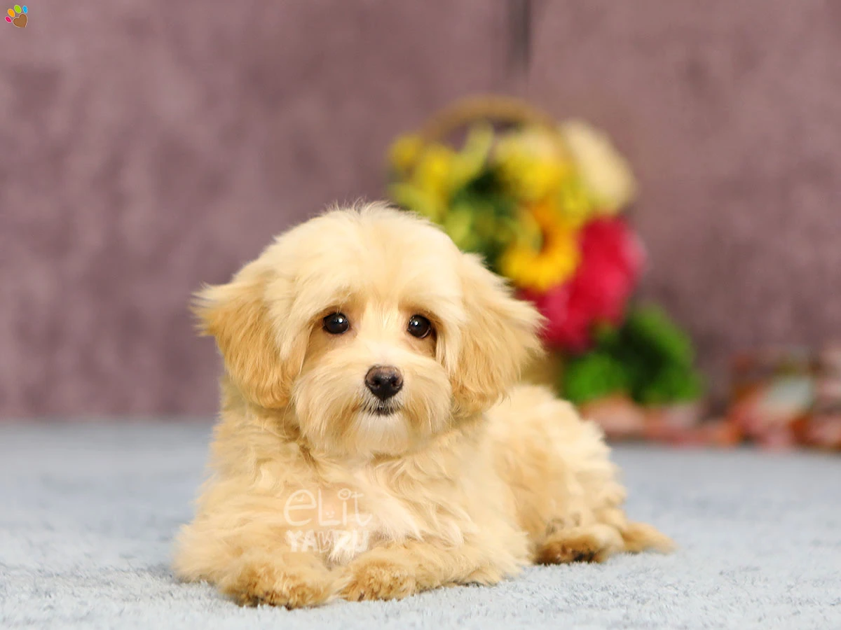 Maltipoo Mack 2