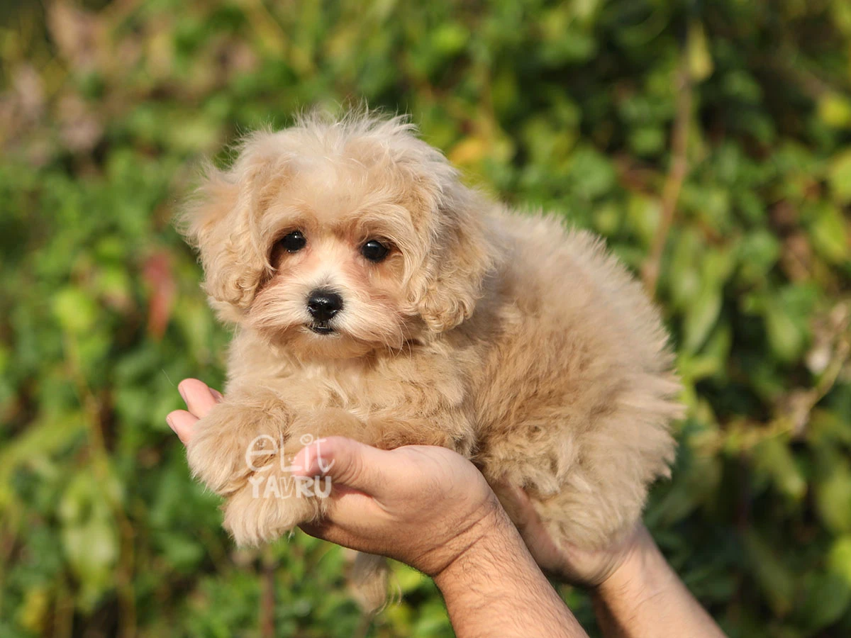 Maltipoo Maisy 3