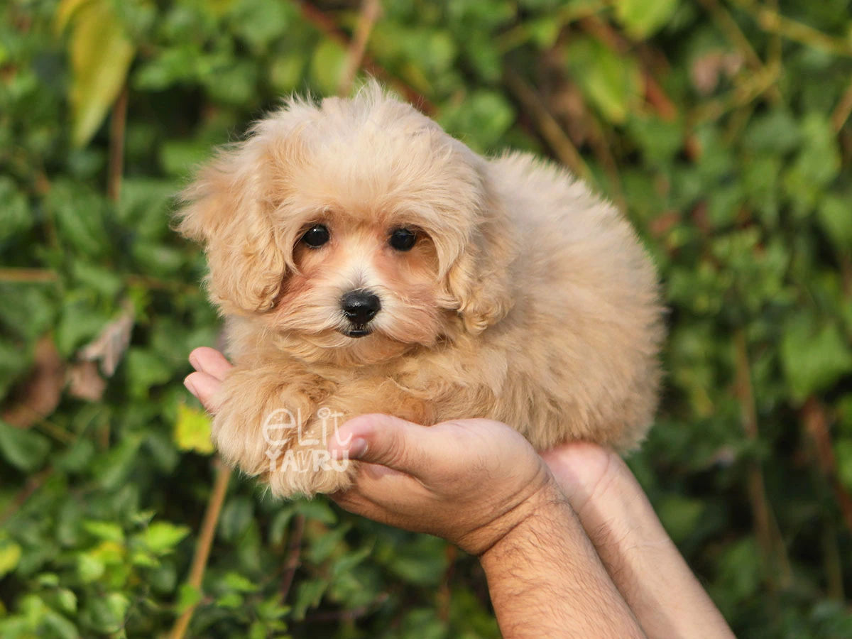 Maltipoo Maisy 2