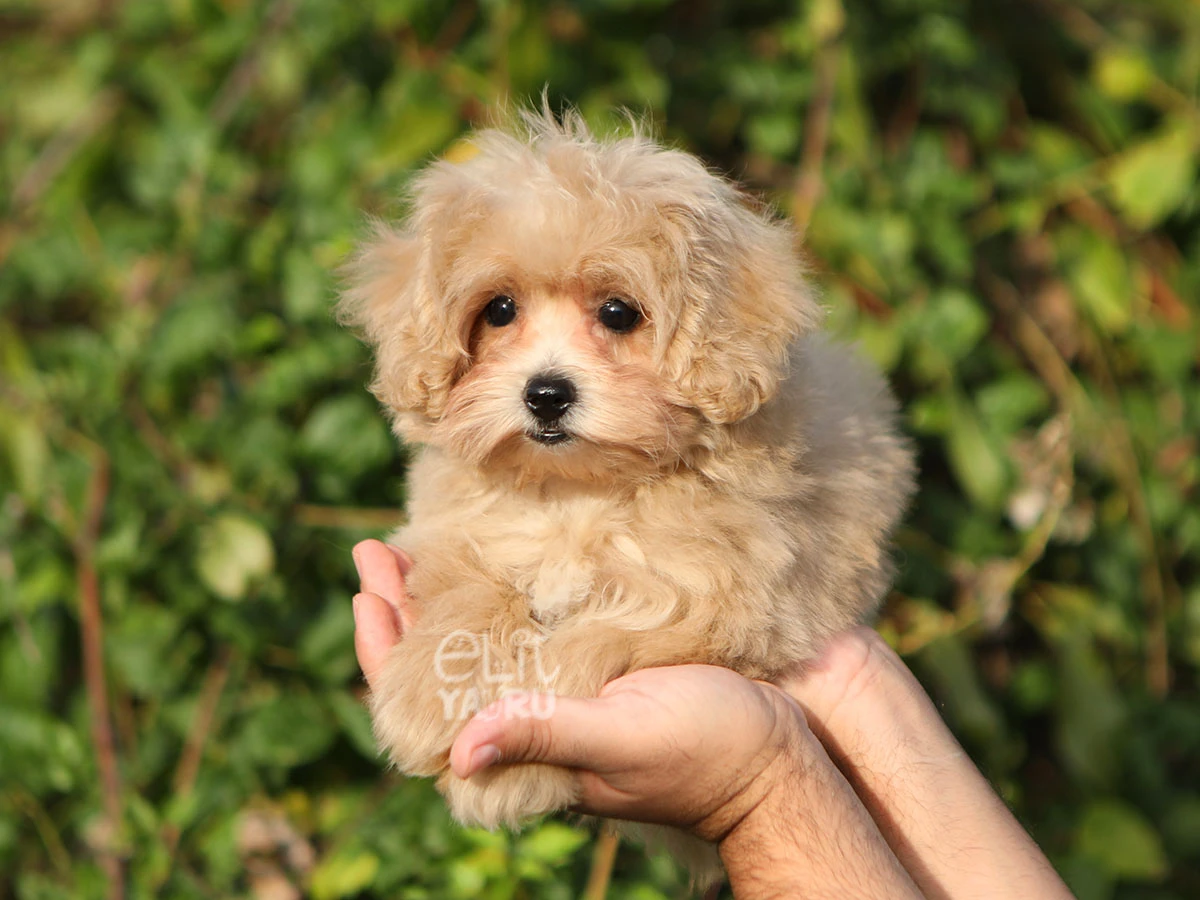 Maltipoo Maisy