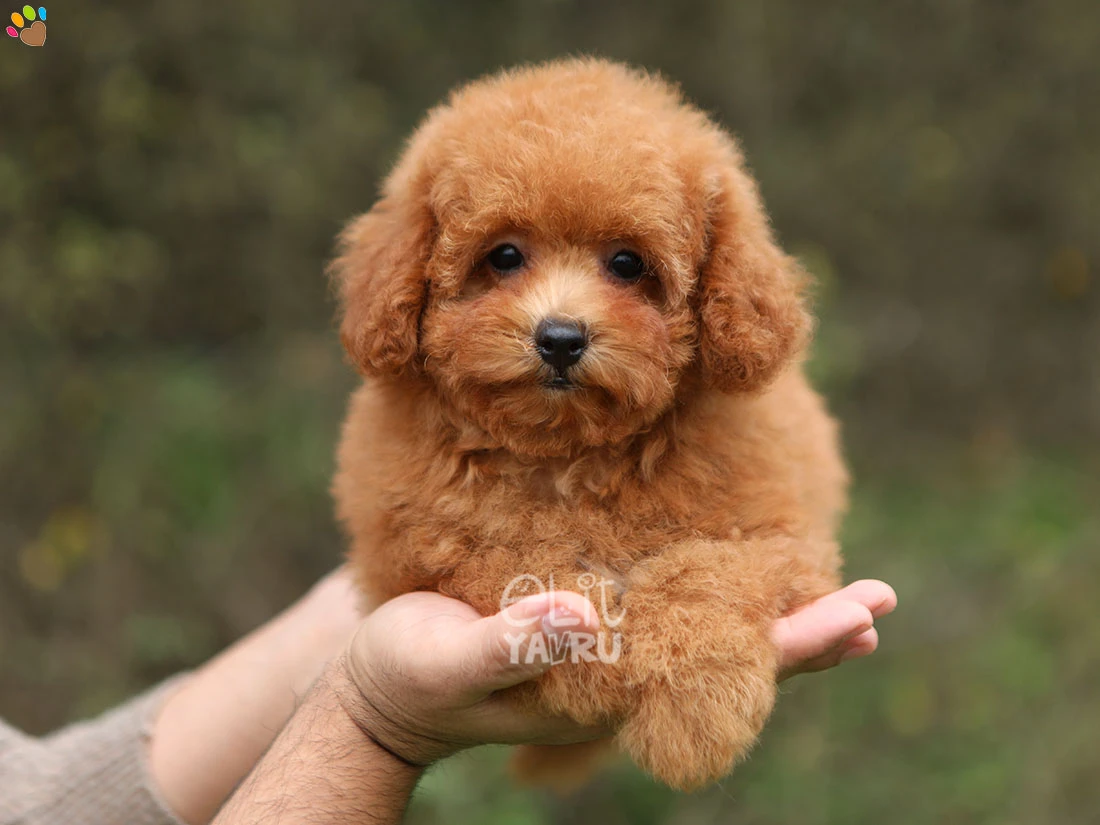 Maltipoo Mango 3