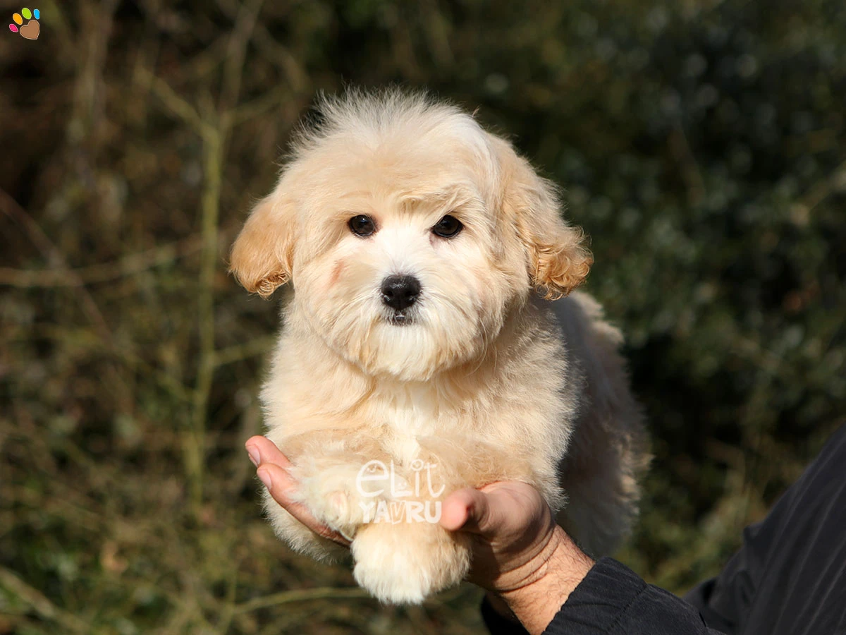 Maltipoo Marco