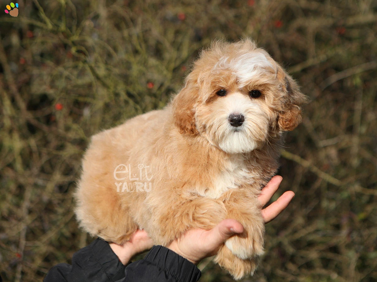 Maltipoo Mario