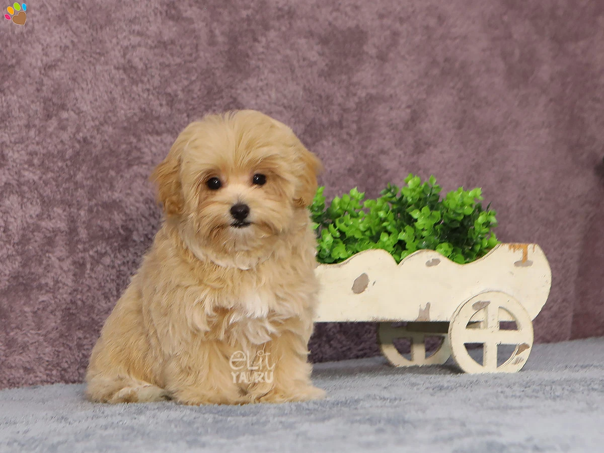 Maltipoo Mika 3