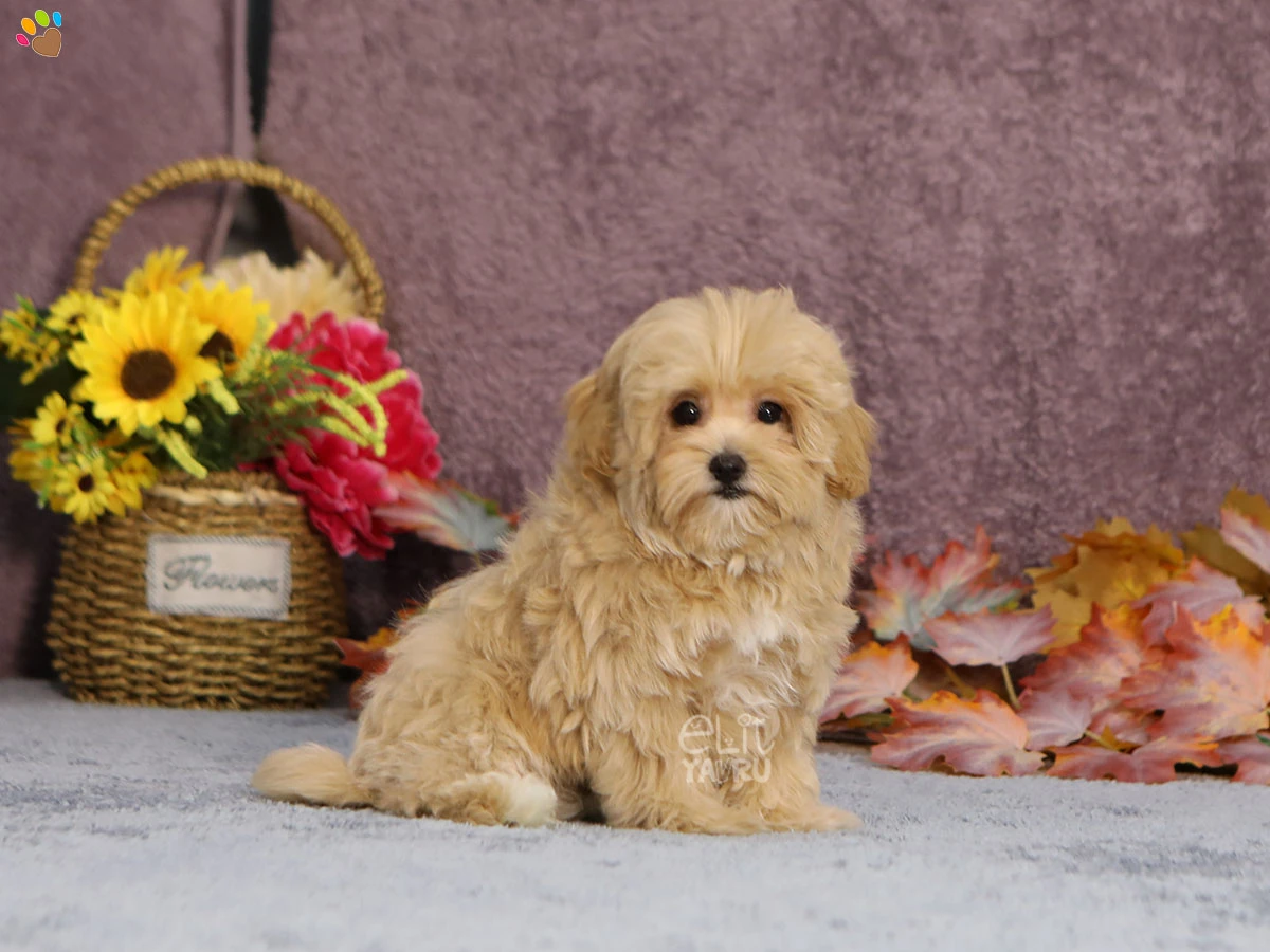 Maltipoo Mika