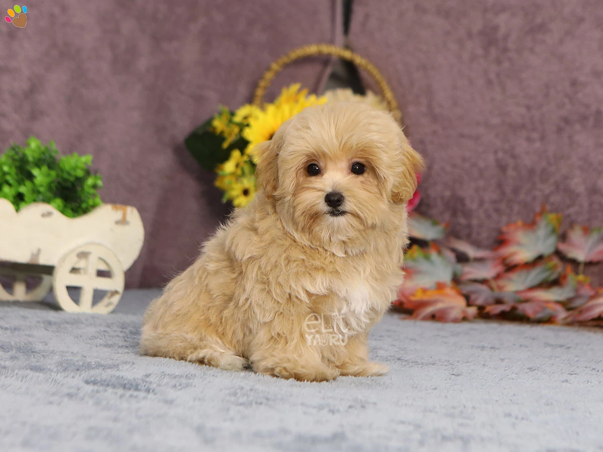 Maltipoo Mika 1