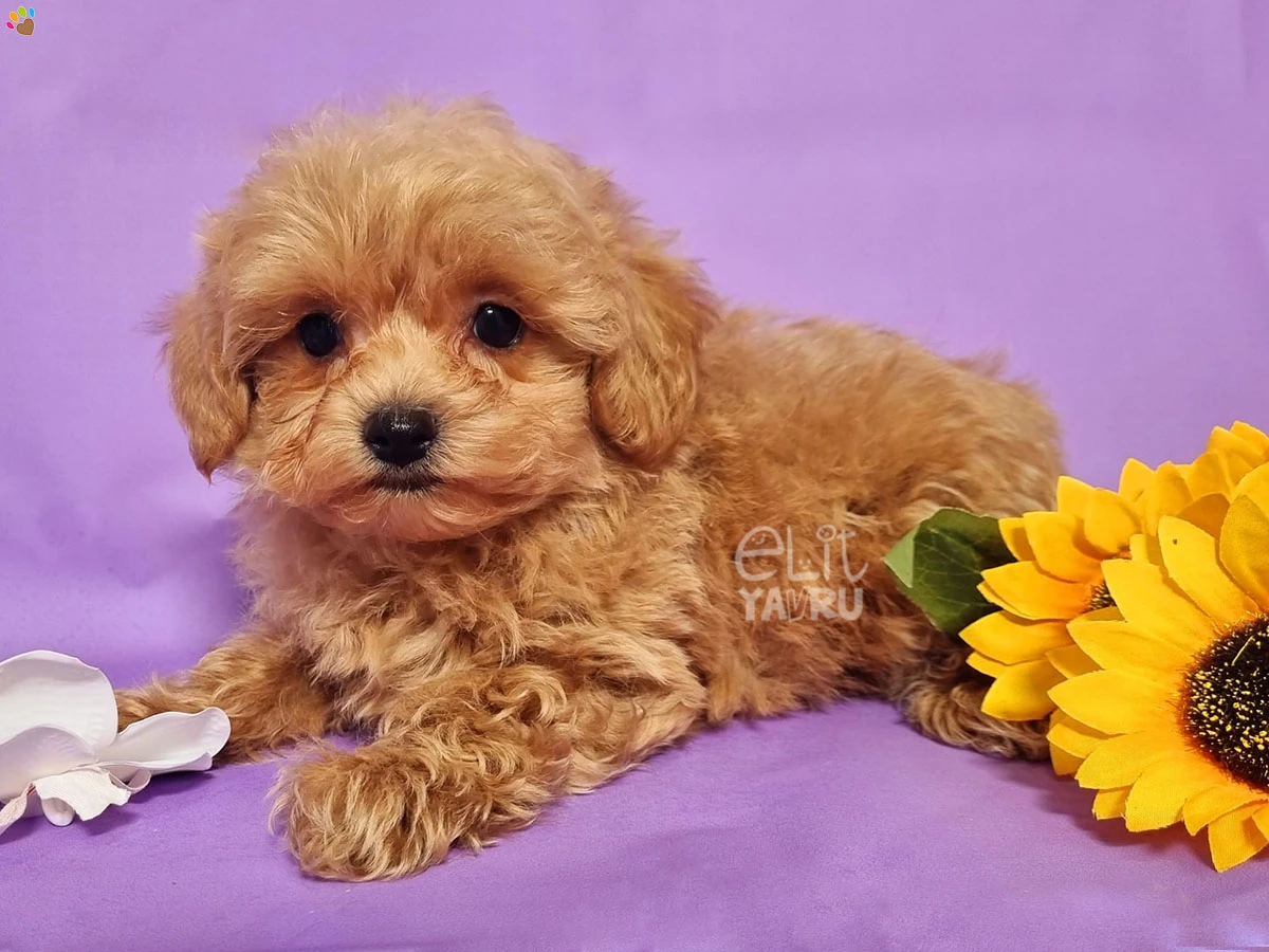 Maltipoo Miles 2