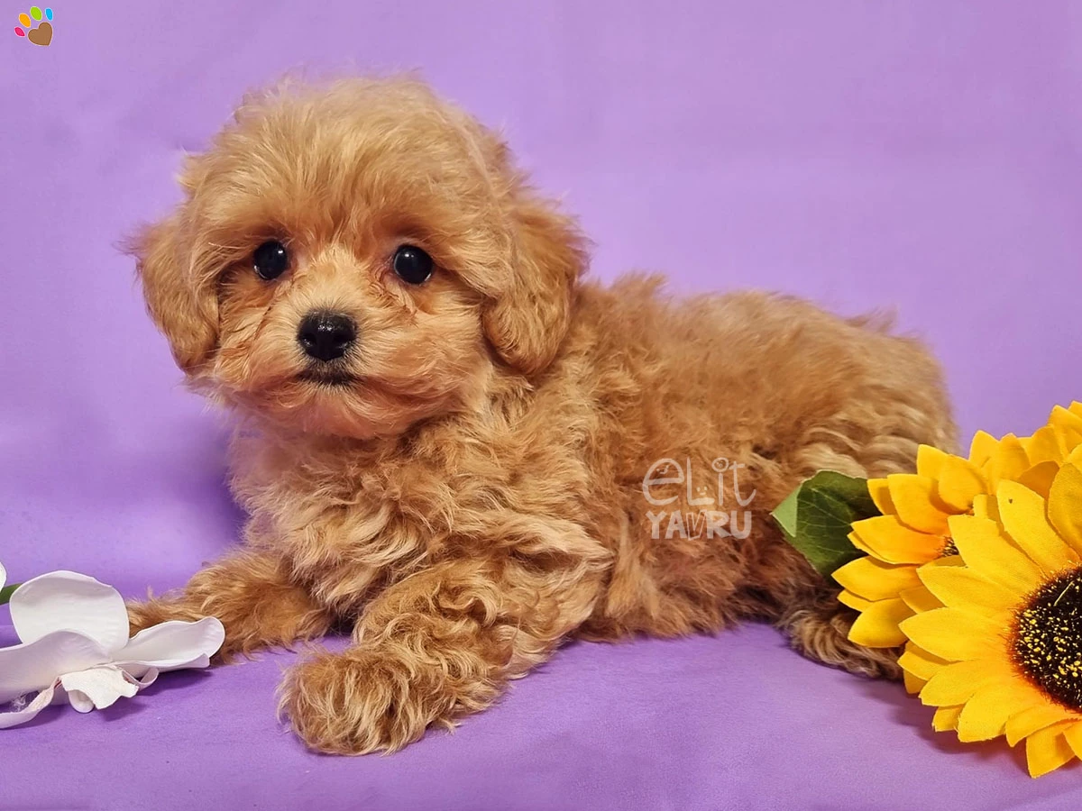 Maltipoo Miles 1