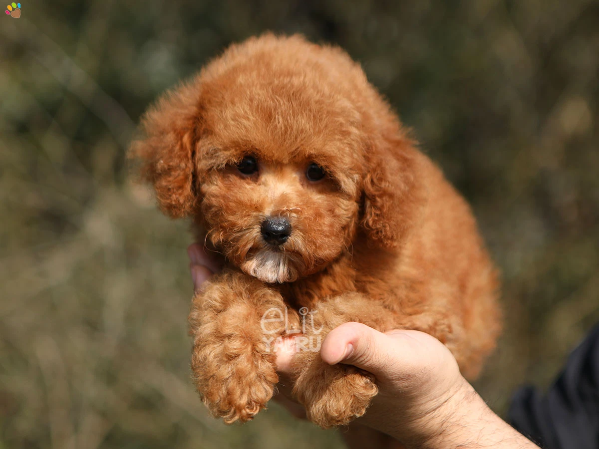 Maltipoo Mona