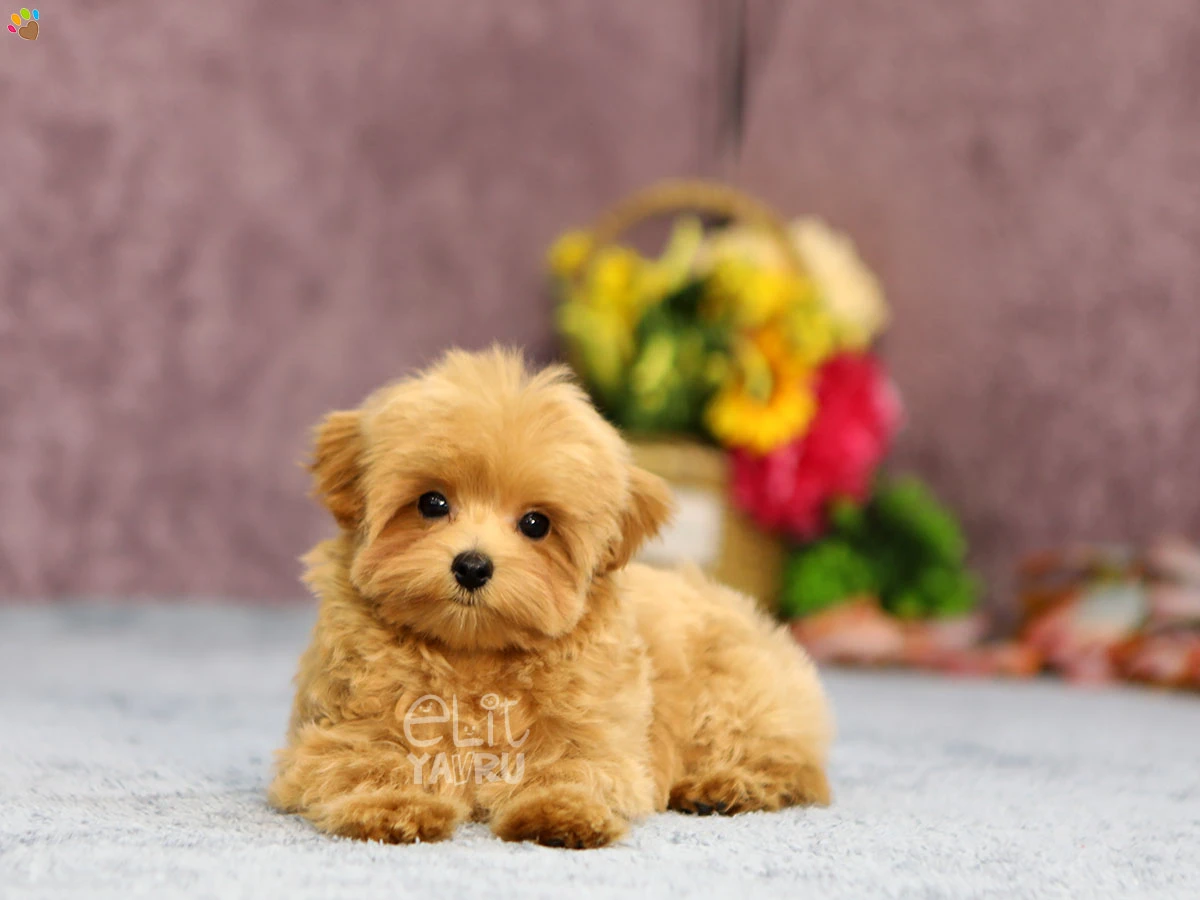 Maltipoo Mowgli