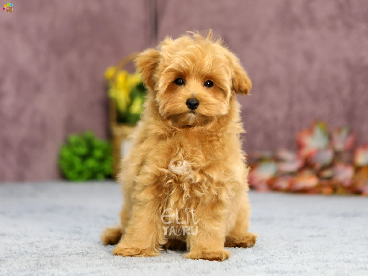 Maltipoo Murray 4