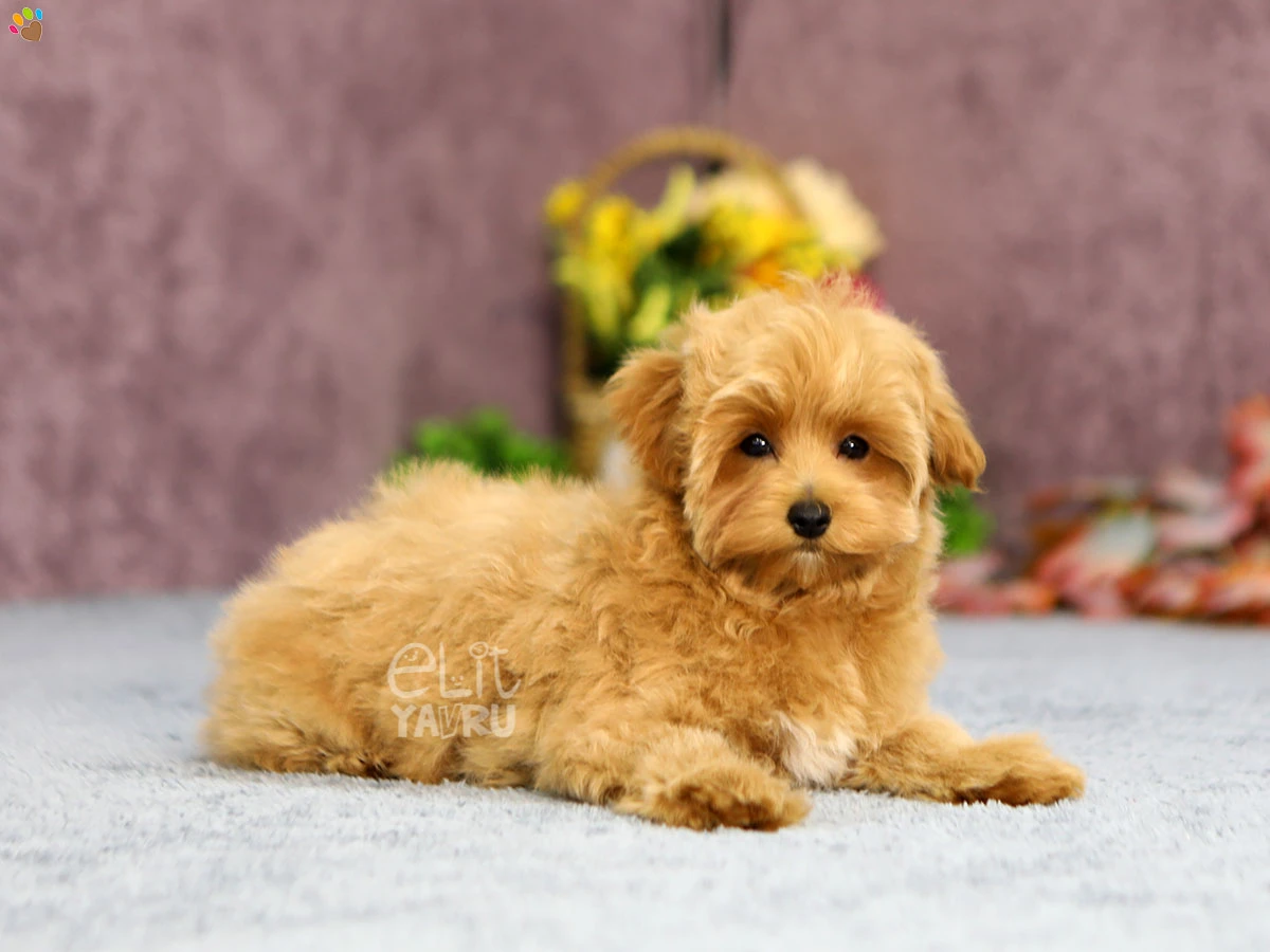 Maltipoo Murray 3