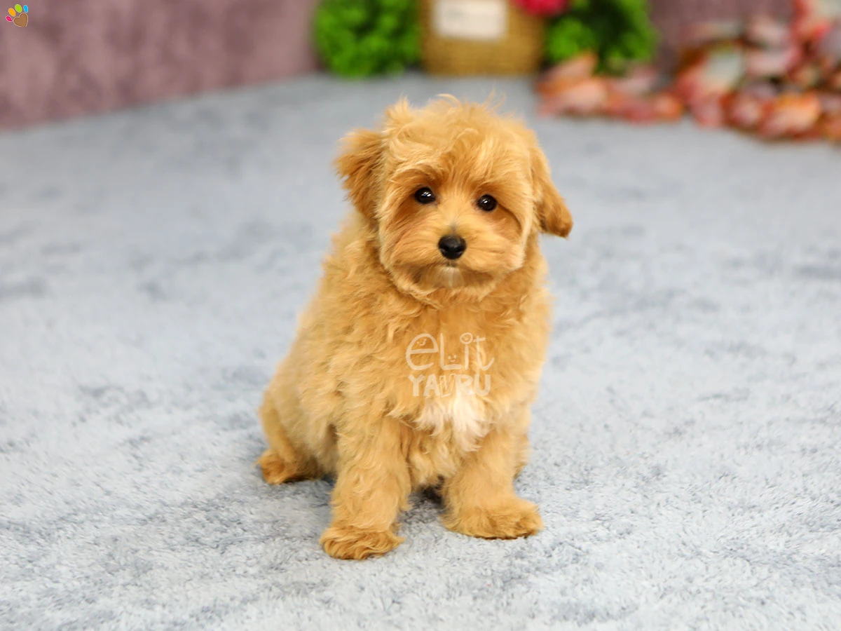 Maltipoo Murray 2