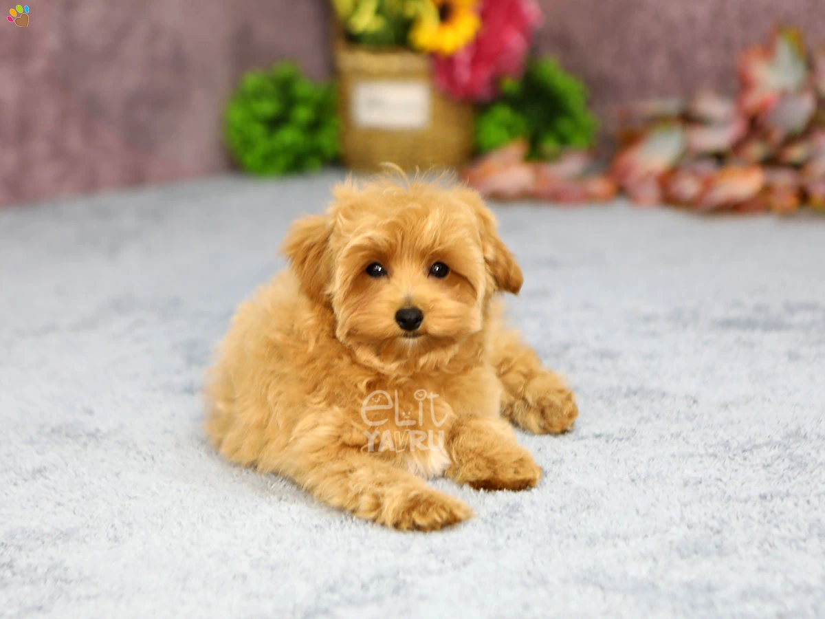 Maltipoo Murray 1