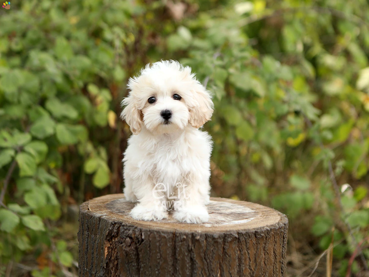 Maltipoo Nelly