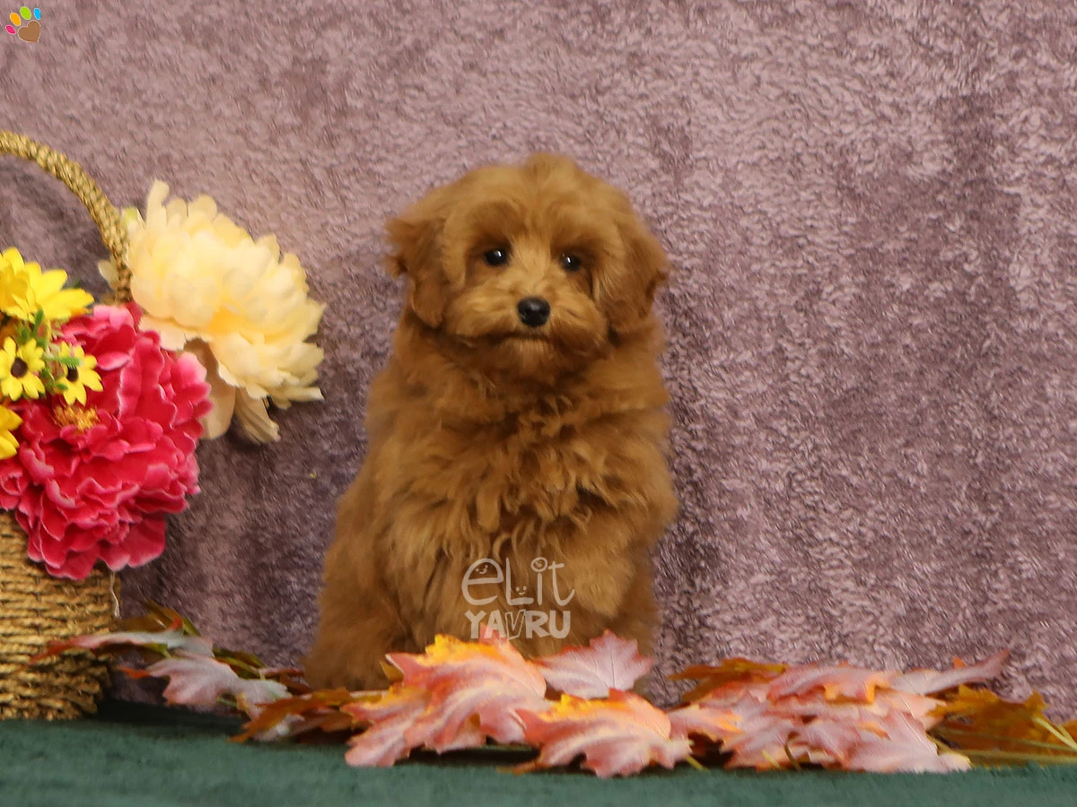 Maltipoo Odin