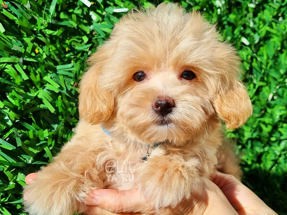 Maltipoo Oliver