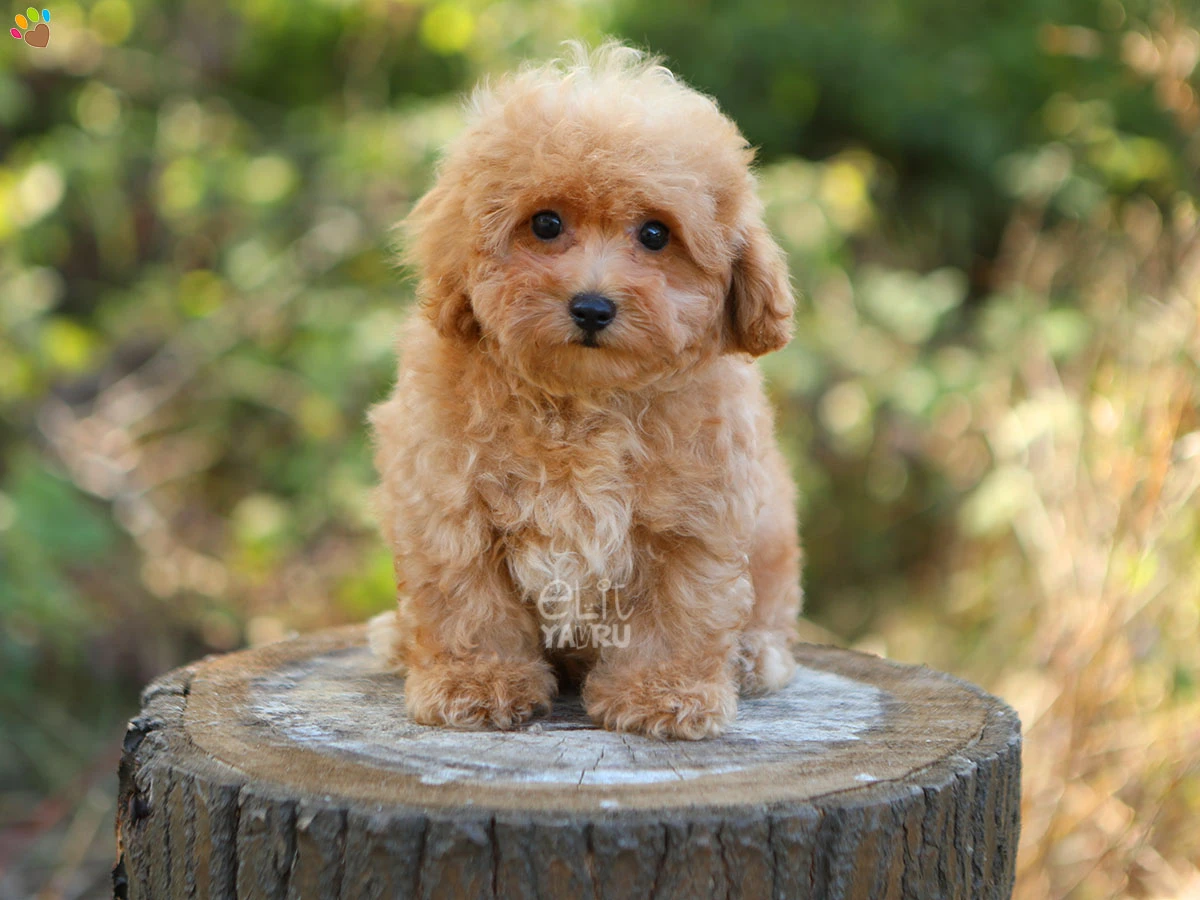 Maltipoo Owen