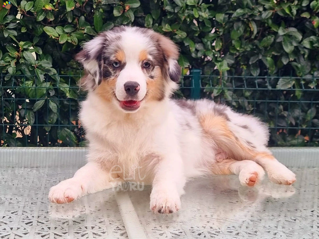 Miniature American Shepherd Toby