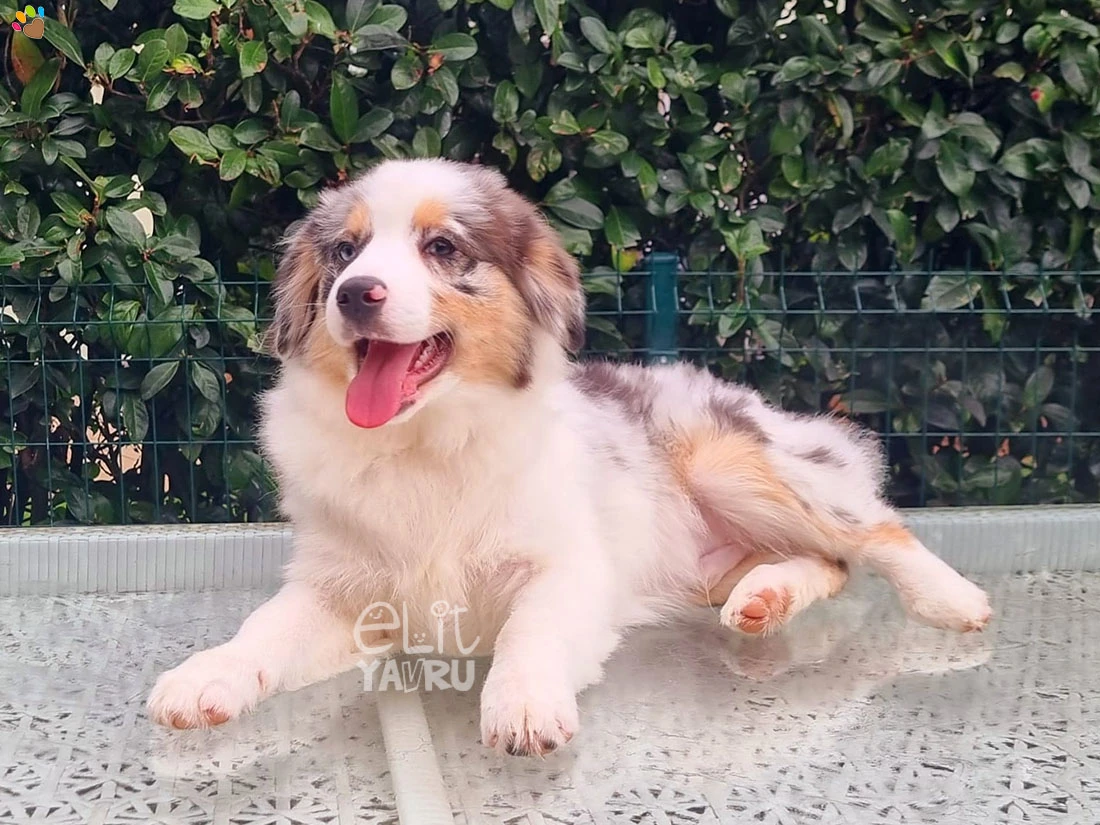 Miniature American Shepherd Toby 3