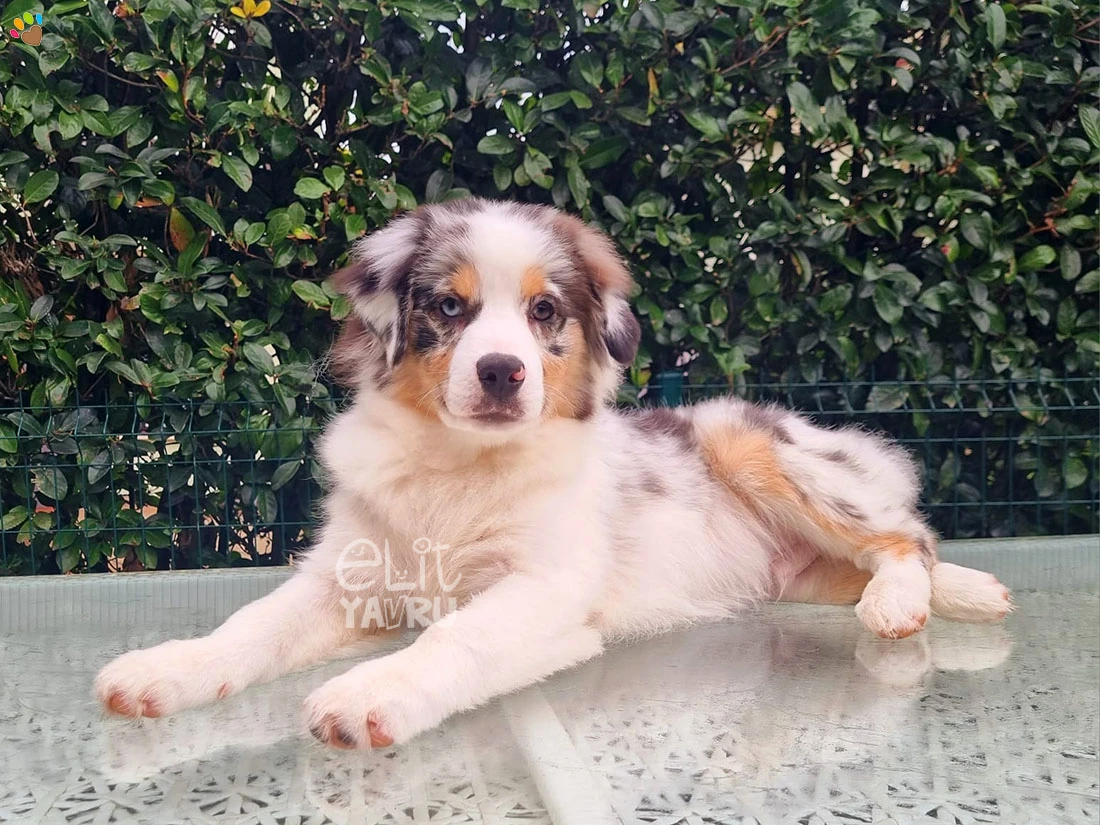 Miniature American Shepherd Toby 1