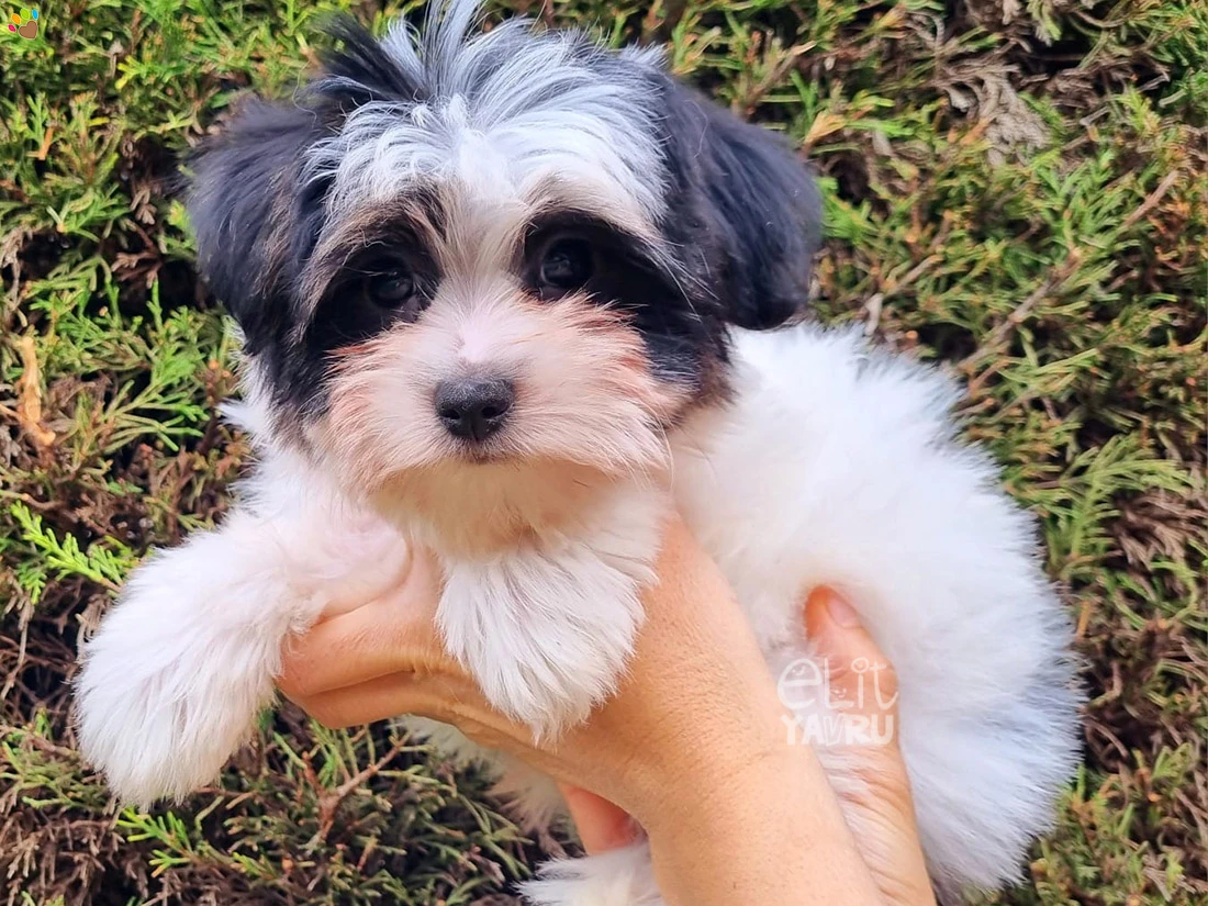 Morkie Kenzo