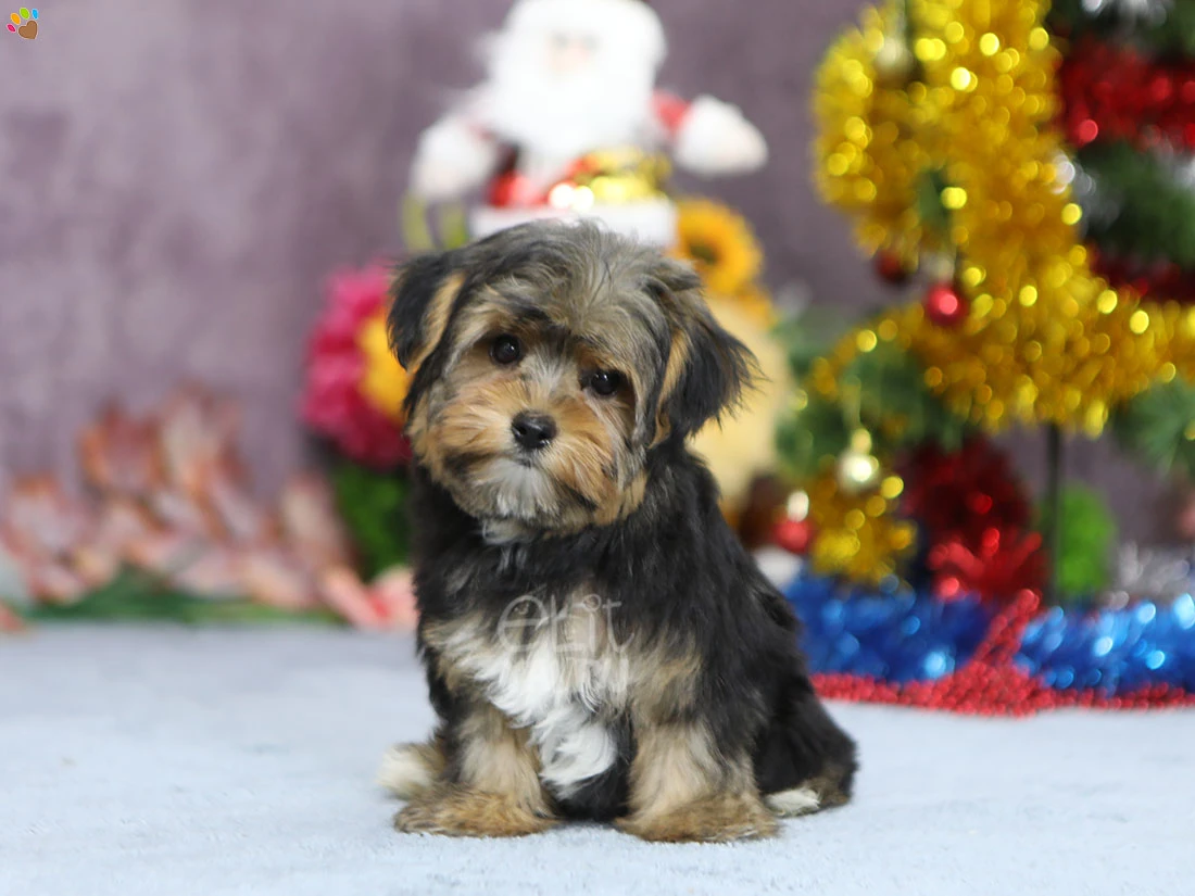 Morkie Margo 2