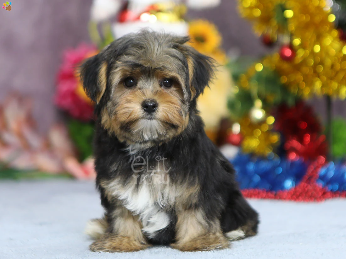 Morkie Margo 3