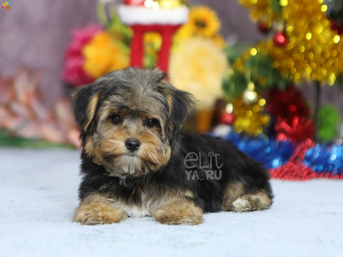 Morkie Margo 4