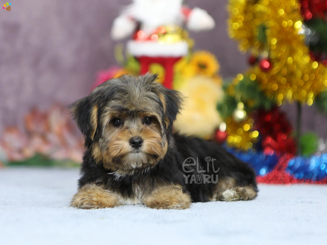 Morkie Margo 1