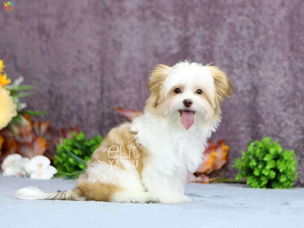 Morkie Marshall 3