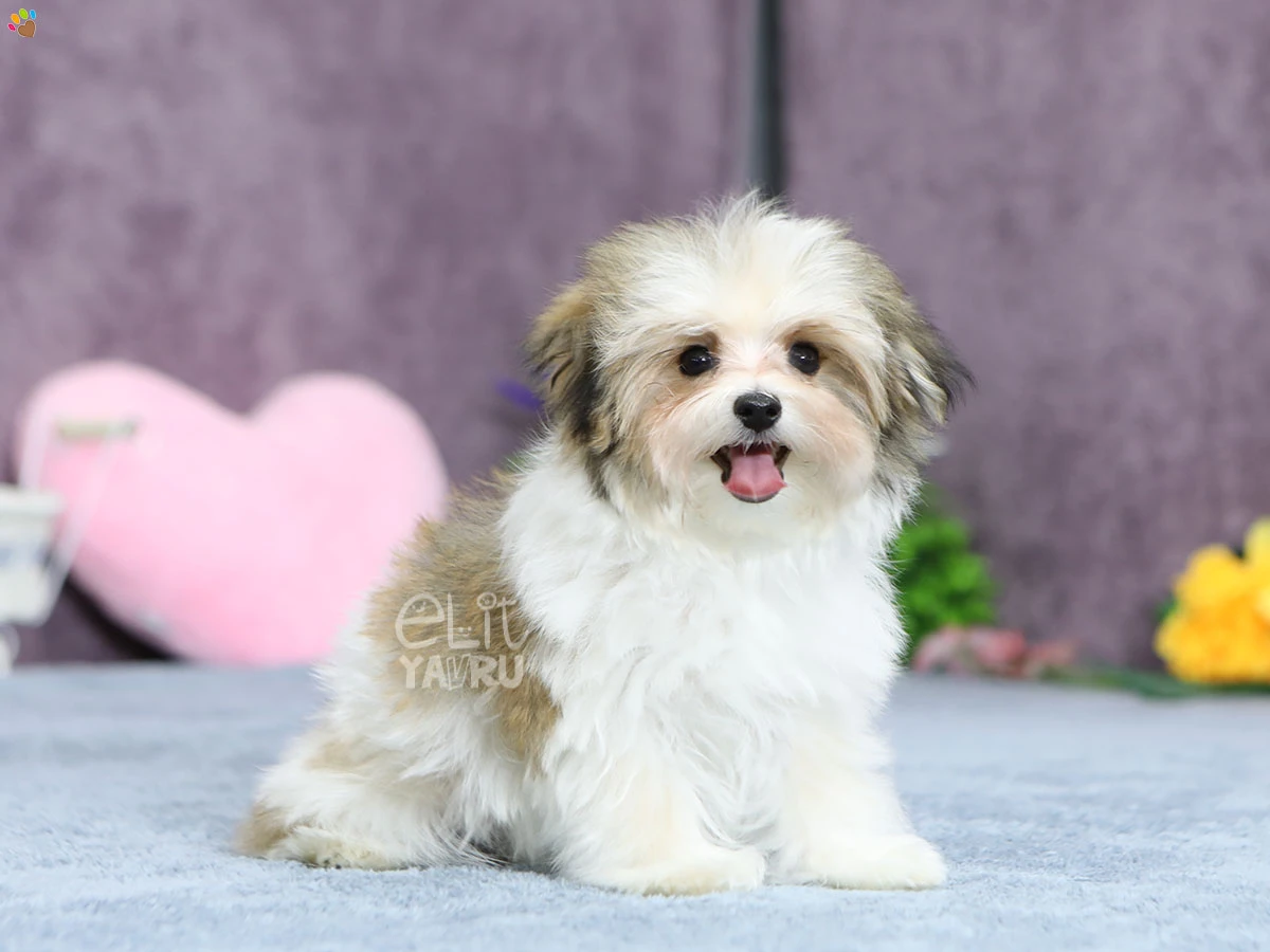 Morkie Marty 2