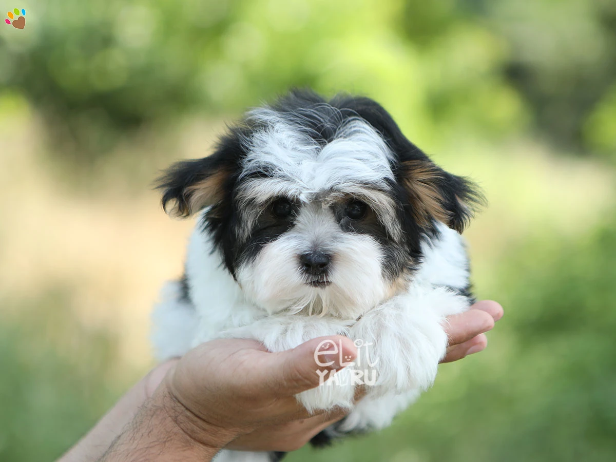 Morkie Mickey