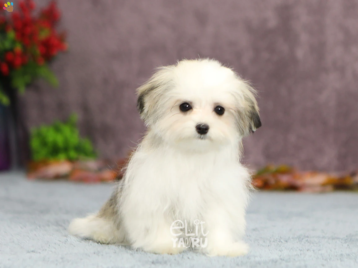 Morkie Milly 3