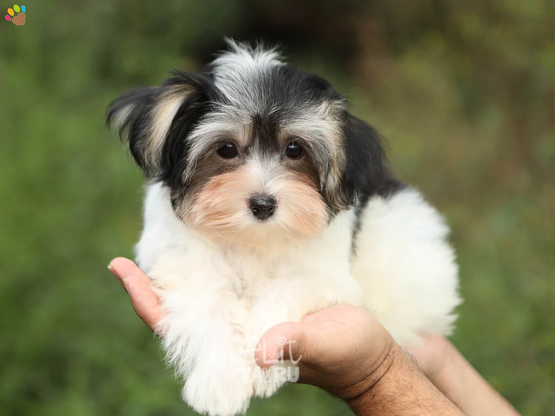 Morkie Milo