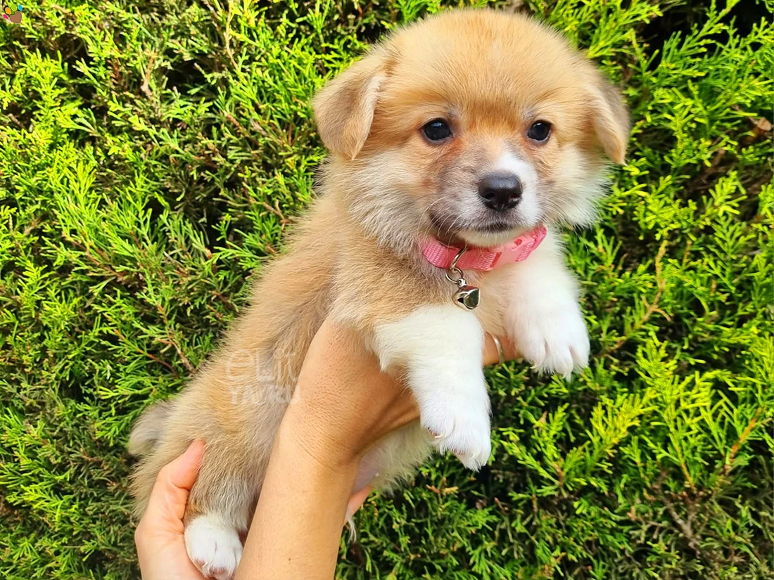 Pembroke Welsh Corgi Chapo