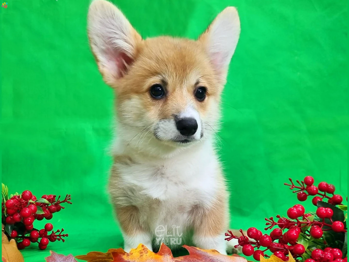 Pembroke Welsh Corgi Candy