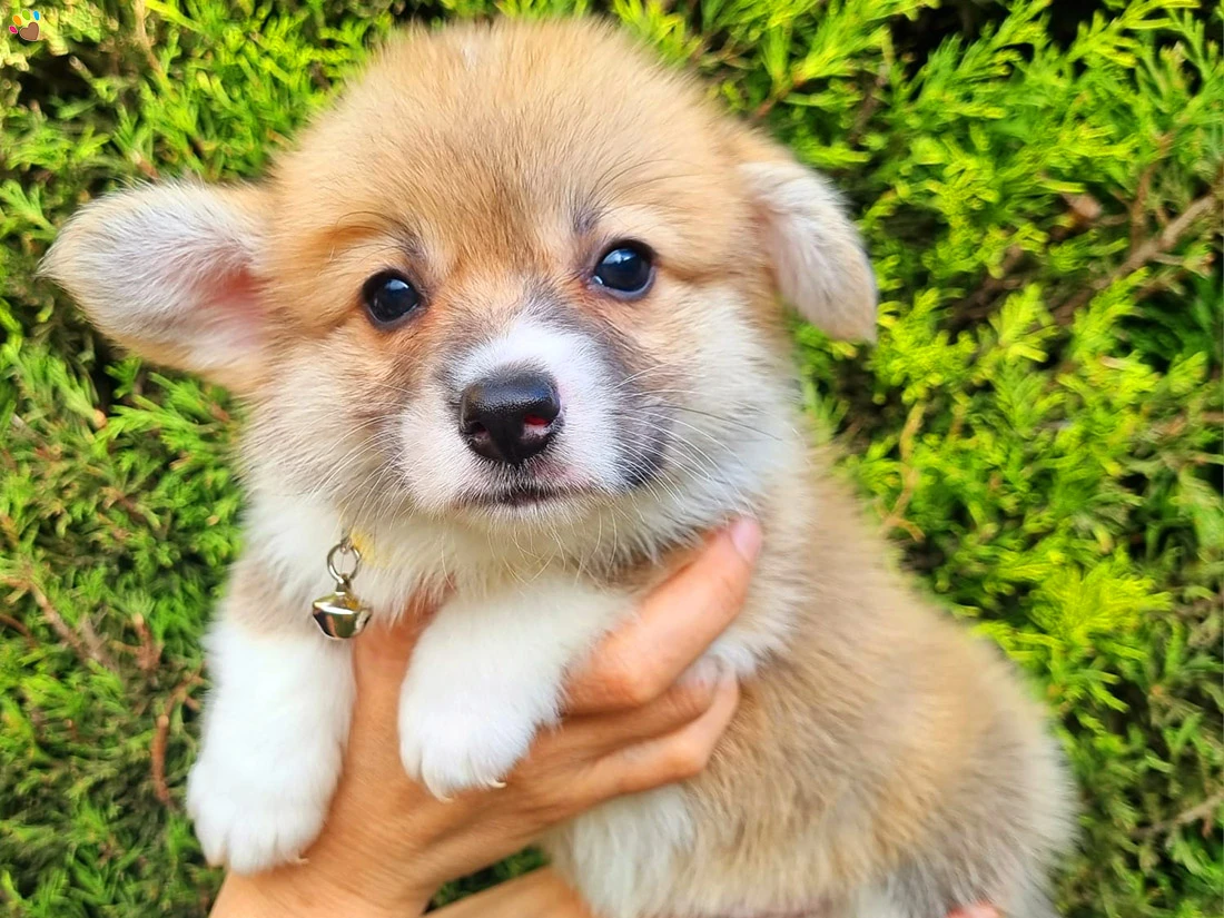 Pembroke Welsh Corgi Candy