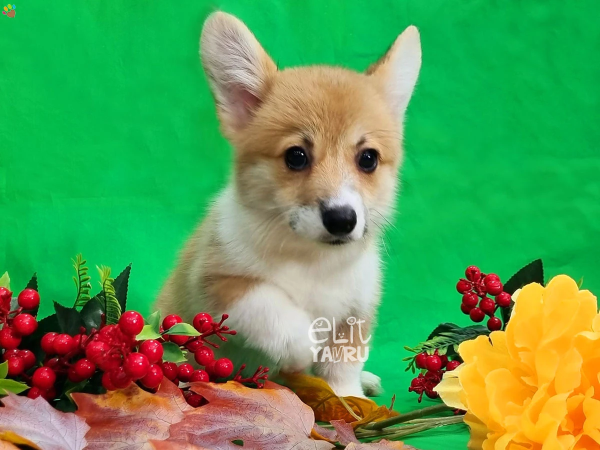 Pembroke Welsh Corgi Candy 2