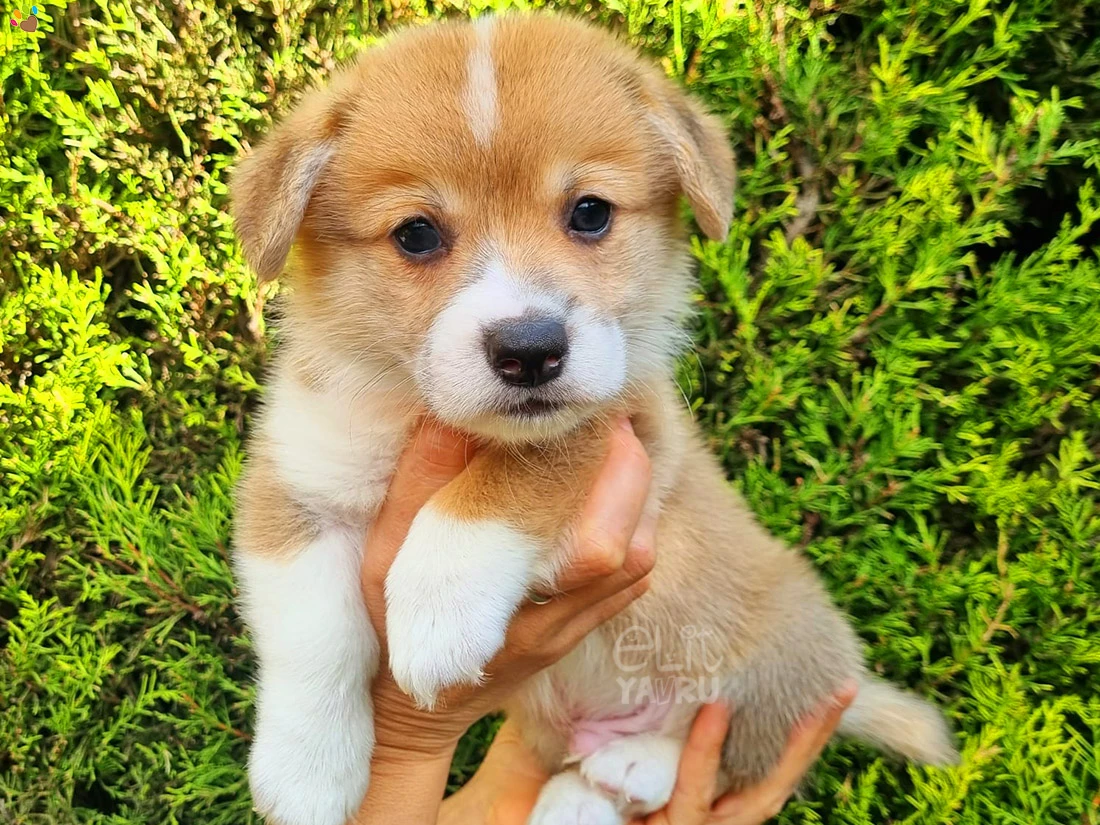 Pembroke Welsh Corgi Capone