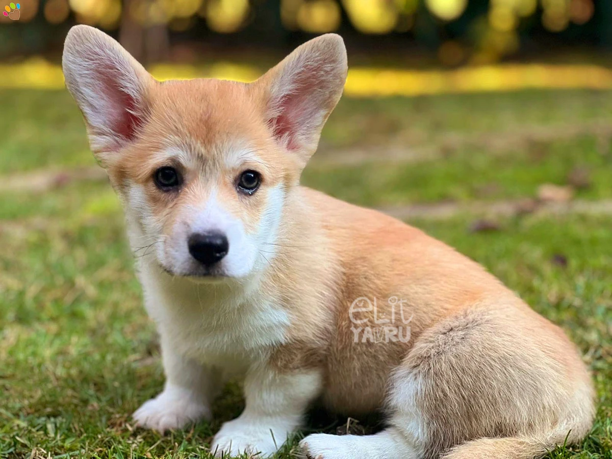 Pembroke Welsh Corgi Cappy