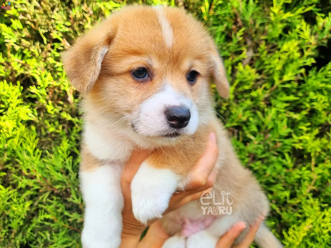 Pembroke Welsh Corgi Champ