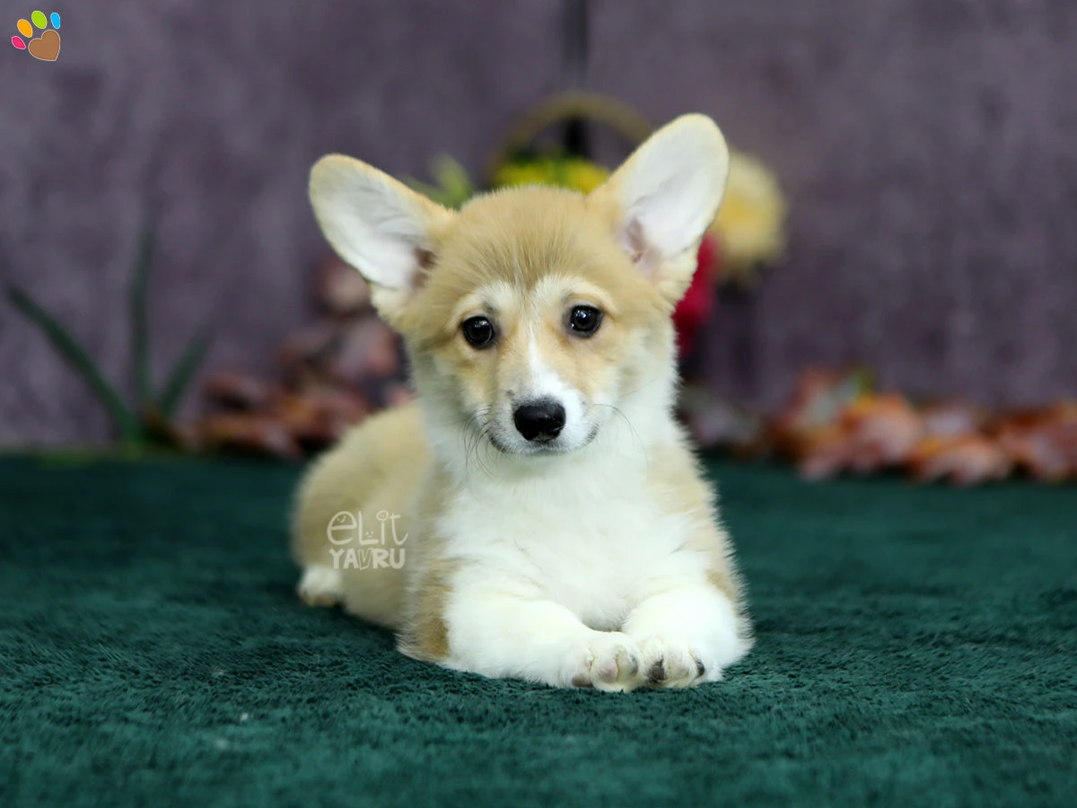 Pembroke Welsh Corgi Chelsea