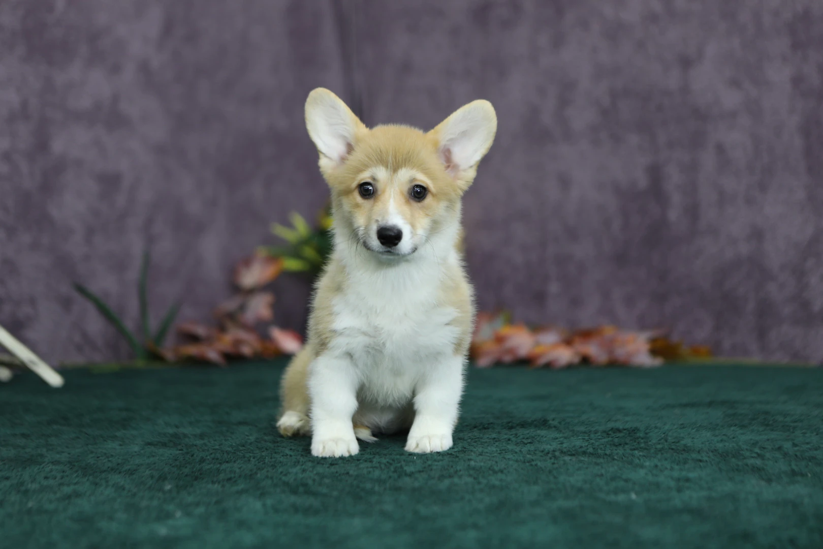 Pembroke Welsh Corgi Chelsea 3