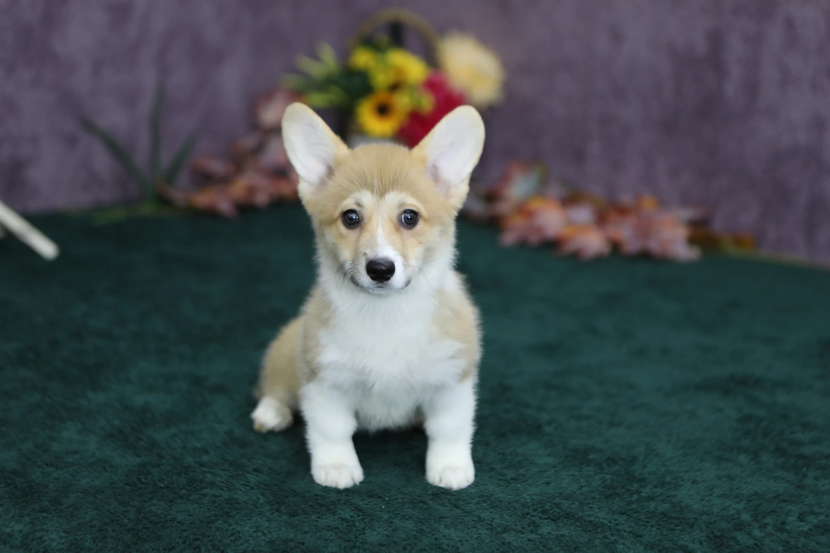 Pembroke Welsh Corgi Chelsea 2