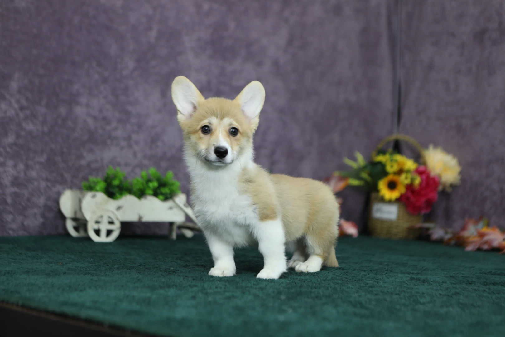 Pembroke Welsh Corgi Chelsea 1